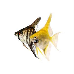 assorted angelfish - pterophyllum scalare - cradle coast pet & aquarium