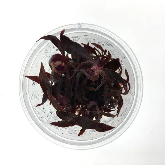 alternanthera reineckii mini - tissue culture - cradle coast pet & aquarium