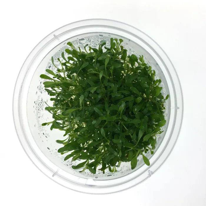 glossostigma elatinoides - tissue culture - cradle coast pet & aquarium