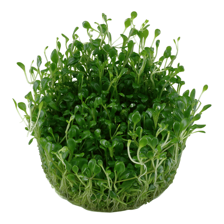 glossostigma elatinoides - tissue culture - cradle coast pet & aquarium