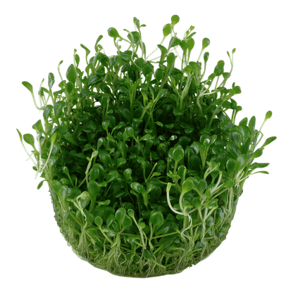 Glossostigma elatinoides - Tissue Culture - Cradle Coast Pet & Aquarium