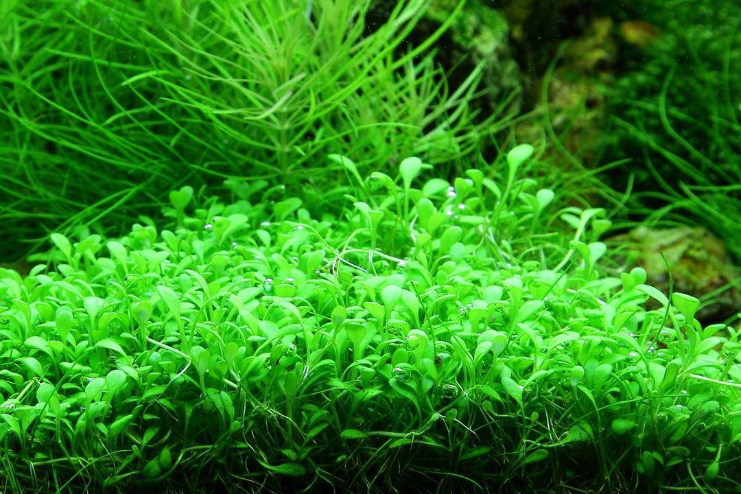 glossostigma elatinoides - tissue culture - cradle coast pet & aquarium