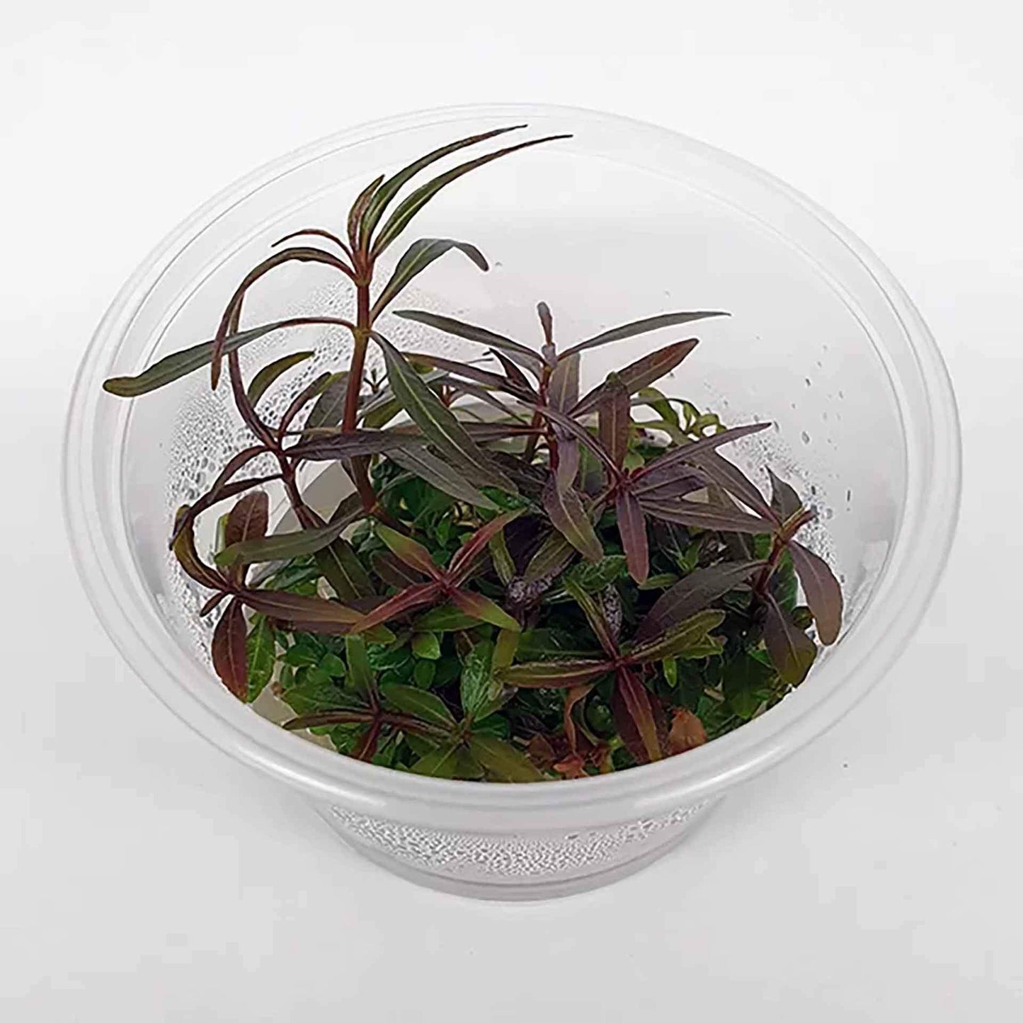 hygrophila lancea - tissue culture - cradle coast pet & aquarium