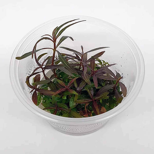 Hygrophila lancea - Tissue Culture - Cradle Coast Pet & Aquarium