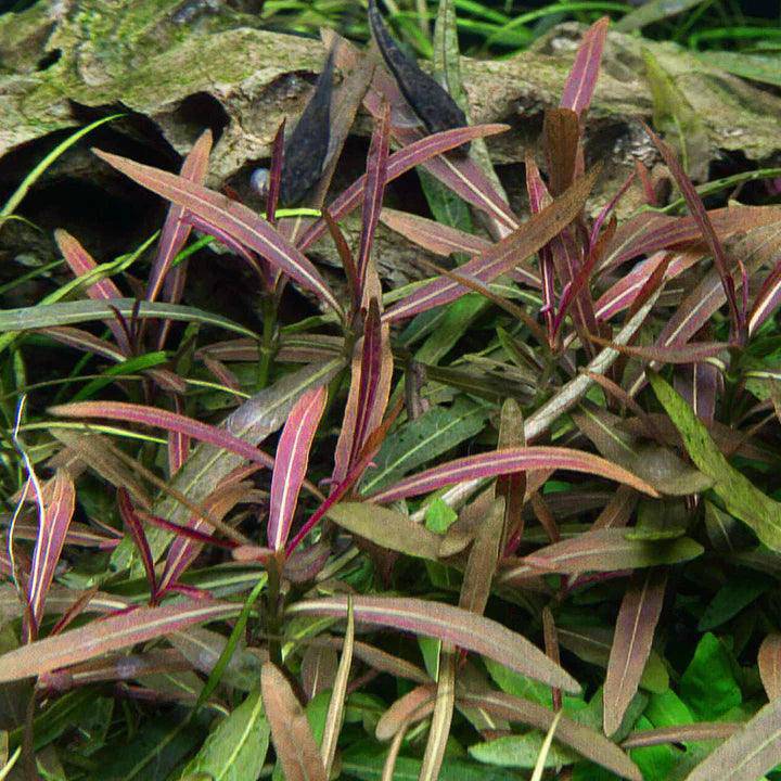 hygrophila lancea - tissue culture - cradle coast pet & aquarium