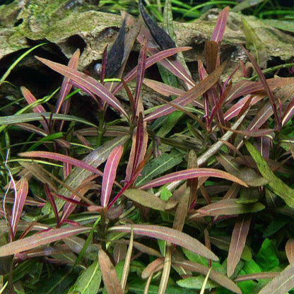 Hygrophila lancea - Tissue Culture - Cradle Coast Pet & Aquarium