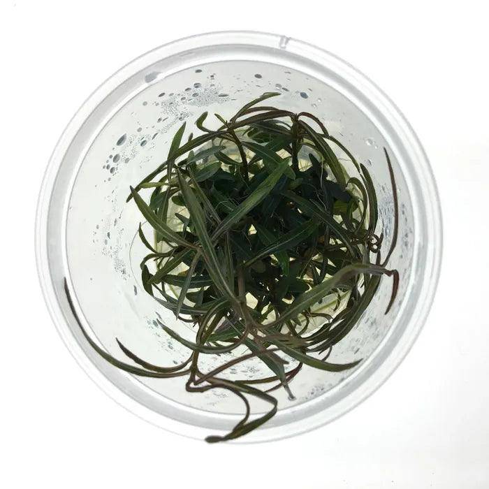 hygrophila lancea - tissue culture - cradle coast pet & aquarium