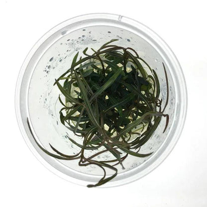 Hygrophila lancea - Tissue Culture - Cradle Coast Pet & Aquarium