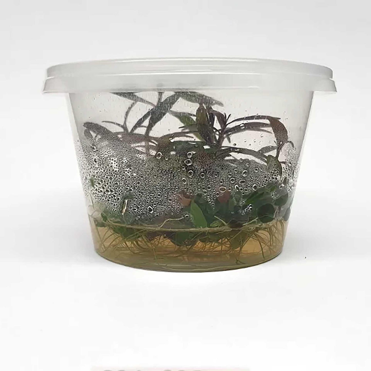 hygrophila lancea - tissue culture - cradle coast pet & aquarium