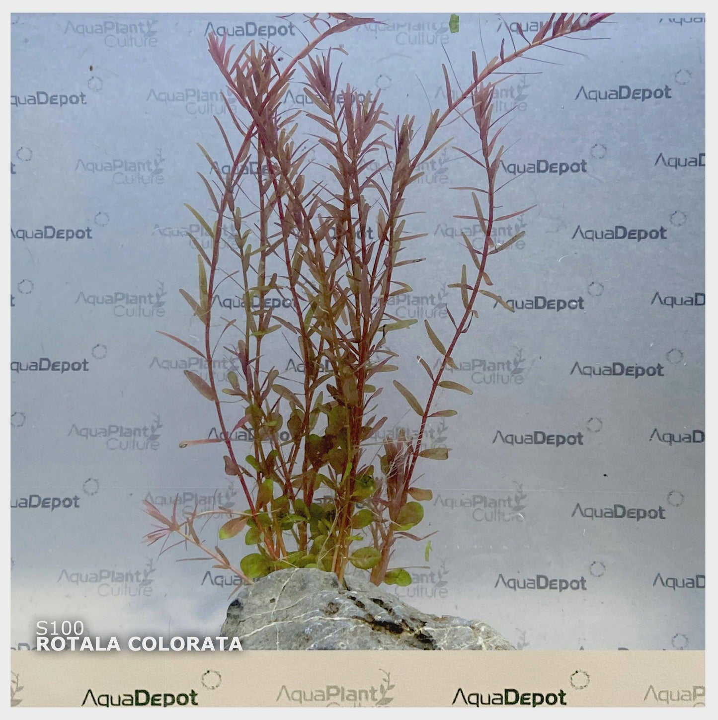 rotala sp. colorata - cradle coast pet & aquarium