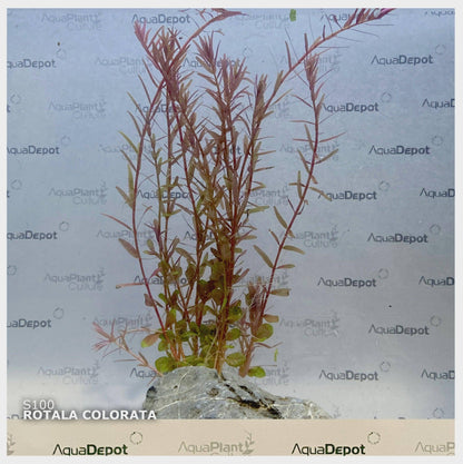 Rotala sp. Colorata - Cradle Coast Pet & Aquarium