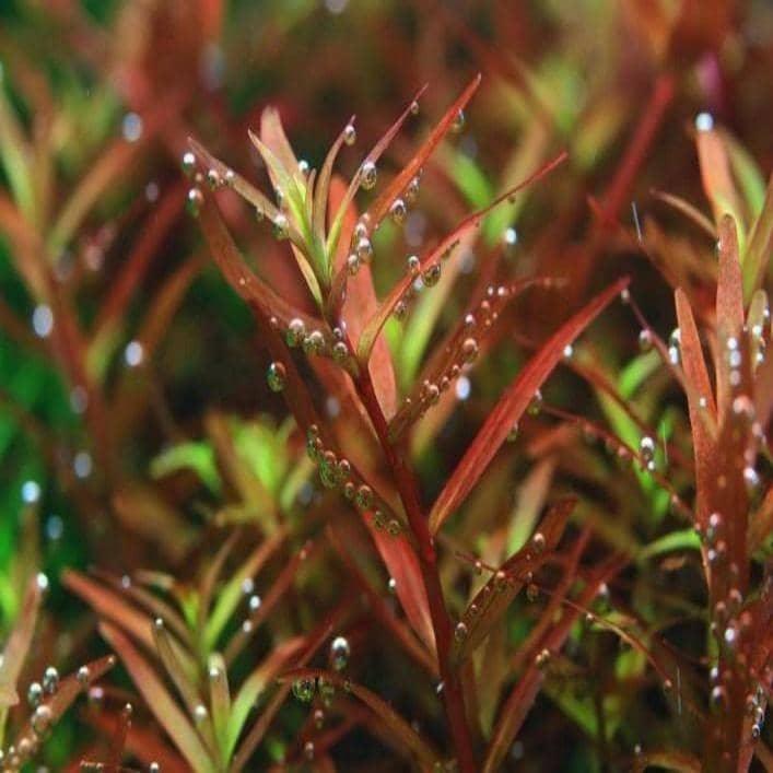 rotala sp. colorata - cradle coast pet & aquarium