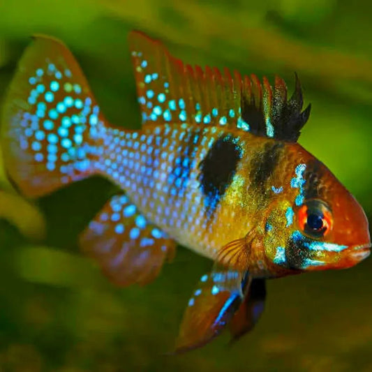 Live Fish|Local - German Blue Ram | Mikrogeophagus ramirezi|Cradle Coast Pet & Aquarium