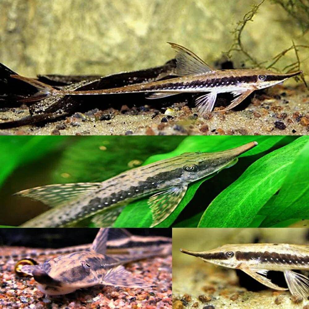 long nosed whiptail - sturisoma barbatum - cradle coast pet & aquarium