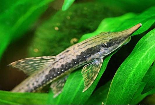 long nosed whiptail - sturisoma barbatum - cradle coast pet & aquarium