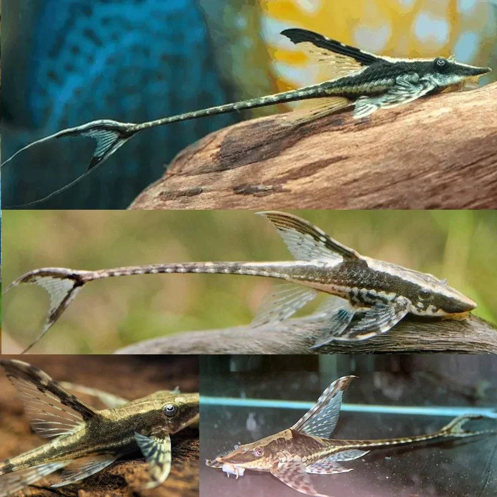 long nosed whiptail - sturisoma barbatum - cradle coast pet & aquarium