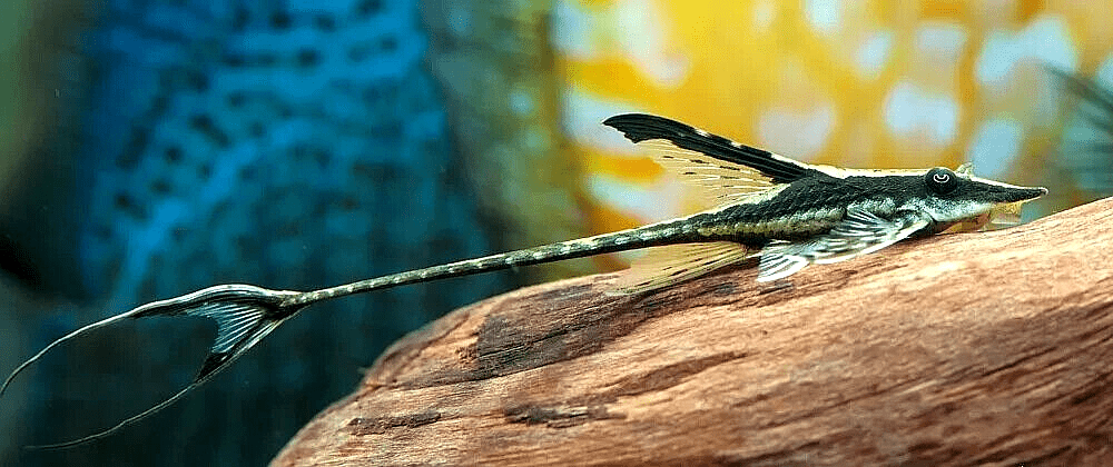 long nosed whiptail - sturisoma barbatum - cradle coast pet & aquarium