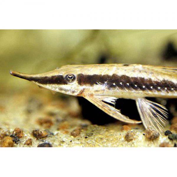 long nosed whiptail - sturisoma barbatum - cradle coast pet & aquarium