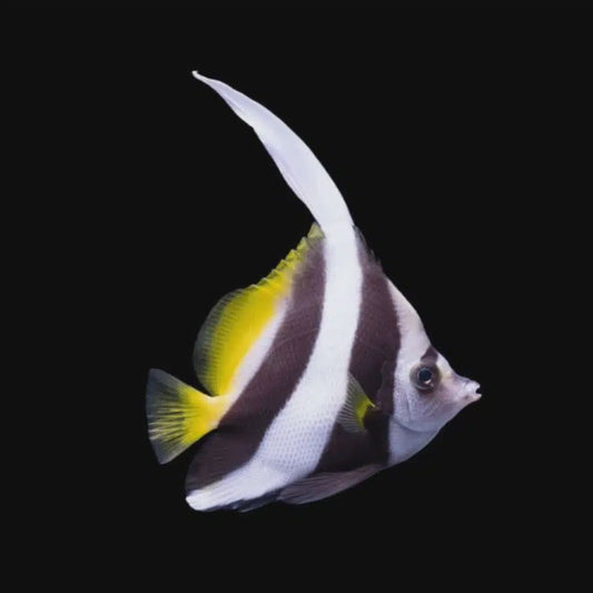 Live Fish|Longfin Bannerfish - Heniochus acuminatus|Cradle Coast Pet & Aquarium