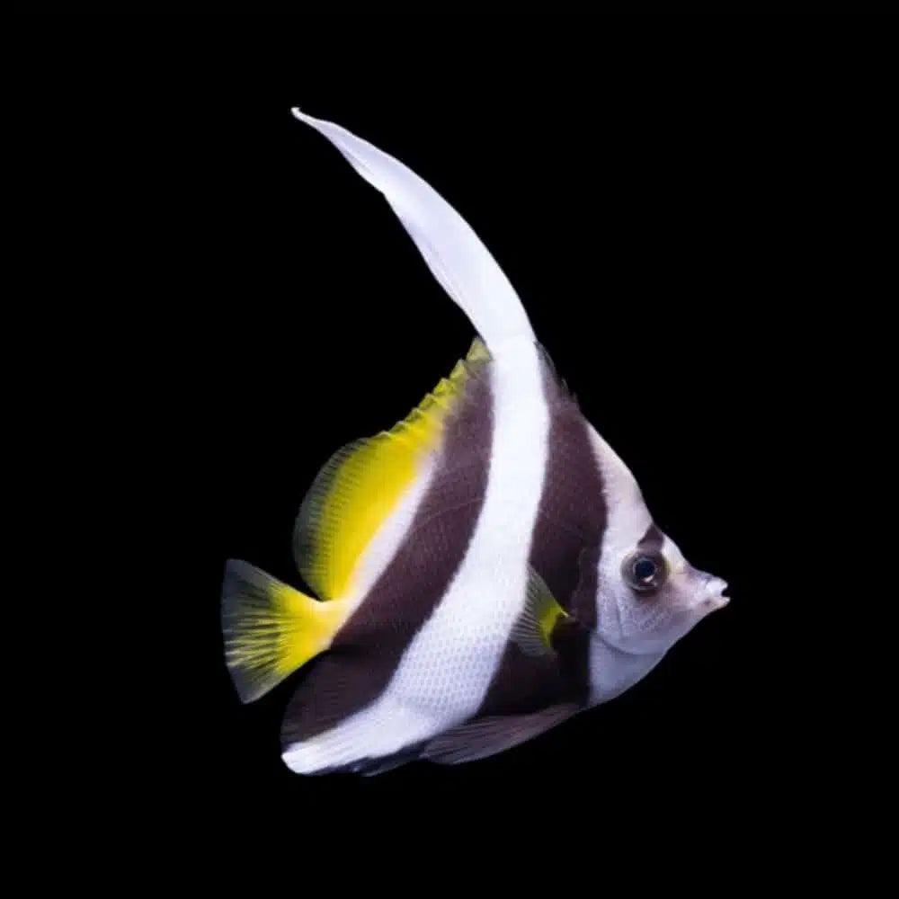 longfin bannerfish - heniochus acuminatus - cradle coast pet & aquarium