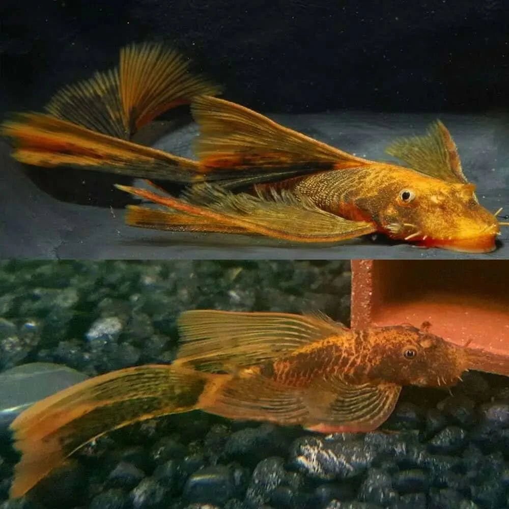 Freshwater Fish|Longfin Marble Bristlenose Catfish – Ancistrus sp.|Cradle Coast Pet & Aquarium