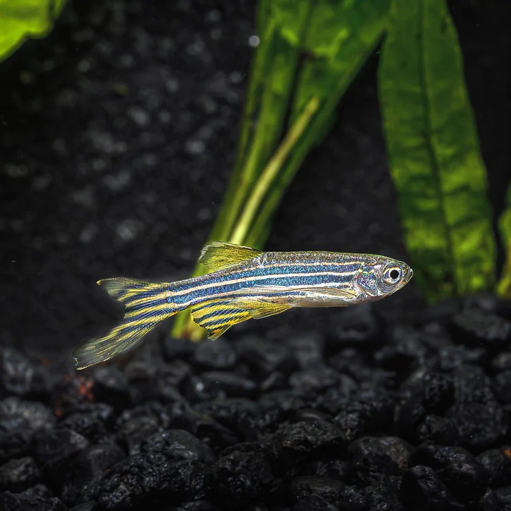Live Fish|Longfin Zebra Danio - Danio rerio|Cradle Coast Pet & Aquarium