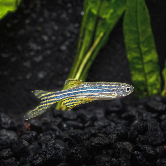 Live Fish|Longfin Zebra Danio - Danio rerio|Cradle Coast Pet & Aquarium