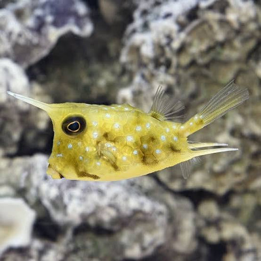 Marine Fish|Longhorn Boxfish - Lactoria cornuta|Cradle Coast Pet & Aquarium