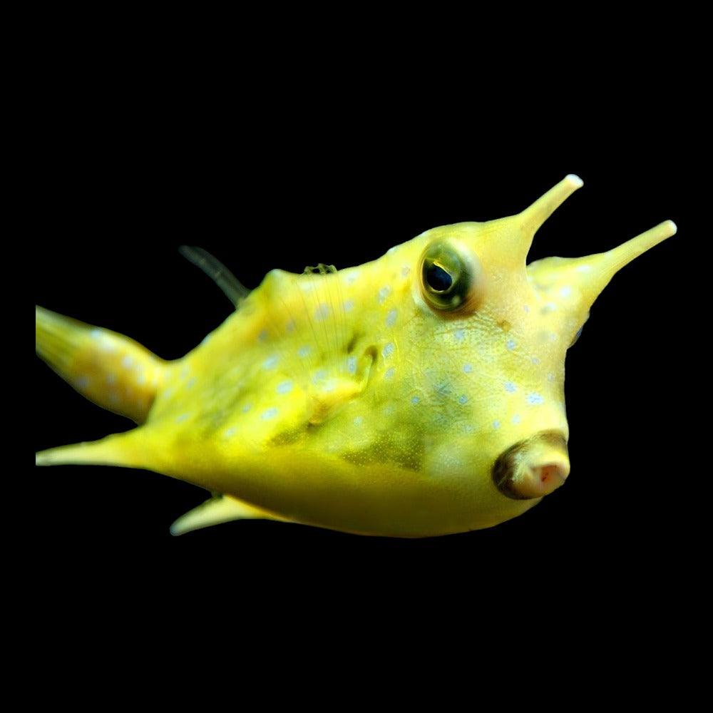 longhorn boxfish - lactoria cornuta - cradle coast pet & aquarium