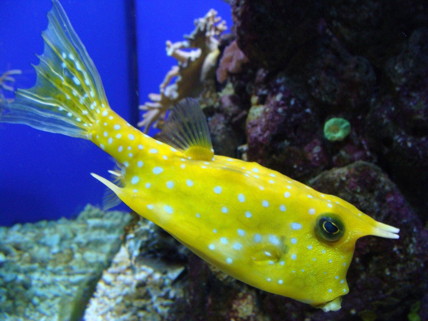 longhorn boxfish - lactoria cornuta - cradle coast pet & aquarium