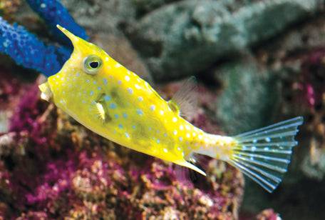 longhorn boxfish - lactoria cornuta - cradle coast pet & aquarium