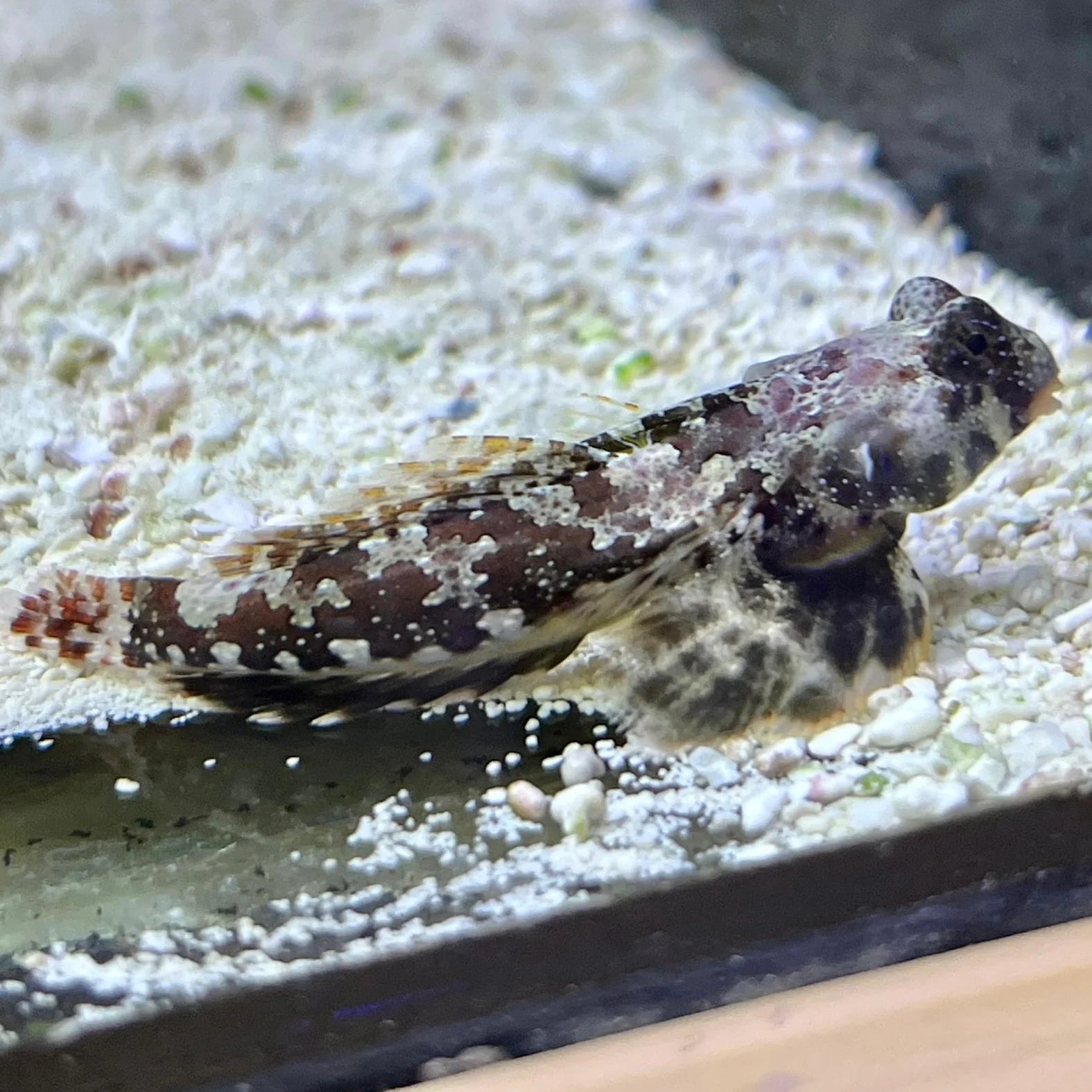 Dragonet | Mandarin Scooter - Synchiropus ocellatus | Cradle Coast Pet & Aquarium
