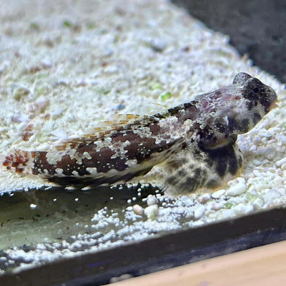 Dragonet | Mandarin Scooter - Synchiropus ocellatus | Cradle Coast Pet & Aquarium