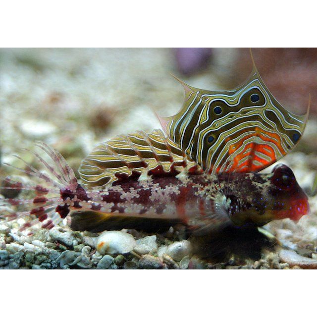 Dragonet | Mandarin Scooter - Synchiropus ocellatus | Cradle Coast Pet & Aquarium