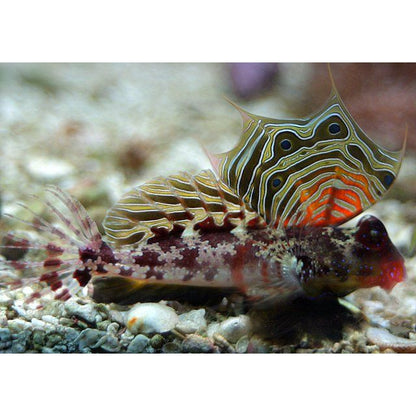 Dragonet | Mandarin Scooter - Synchiropus ocellatus | Cradle Coast Pet & Aquarium