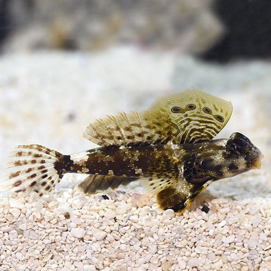 Dragonet | Mandarin Scooter - Synchiropus ocellatus | Cradle Coast Pet & Aquarium