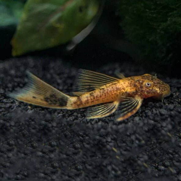 Freshwater Fish|Marble Bristlenose Catfish - Ancistrus sp.|Cradle Coast Pet & Aquarium