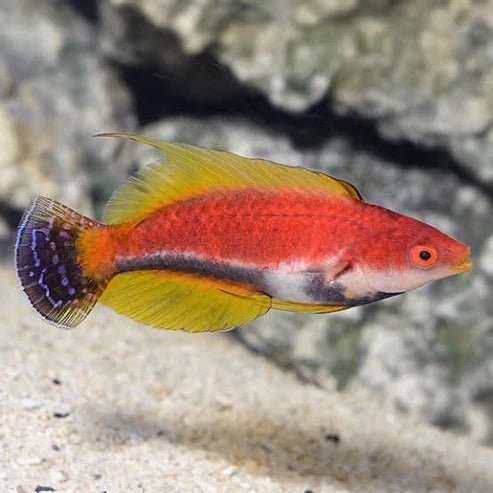 Wrasse & Hogfish | Matador. WHipfin Fairy Wrasse - Cirrhilabrus filamentosus | Cradle Coast Pet & Aquarium