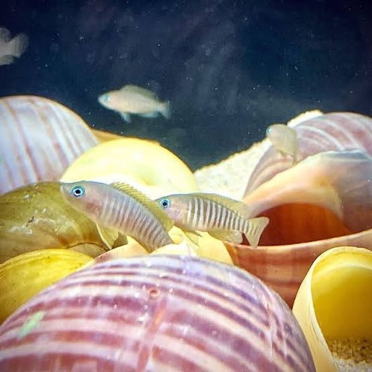 Freshwater Fish|Multie Shell Dweller - Neolamprologus multifasciatus|Cradle Coast Pet & Aquarium