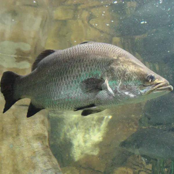 native barramundi - lates calcarifer - cradle coast pet & aquarium