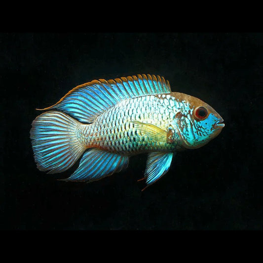 Freshwater Fish|Neon Blue Acara - Andinoacara pulcher|Cradle Coast Pet & Aquarium