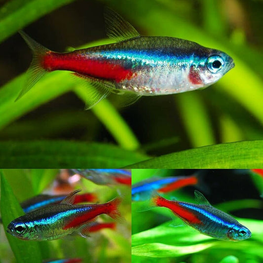 Tetra | Neon Tetra - Paracheirodon innesi | Cradle Coast Pet & Aquarium