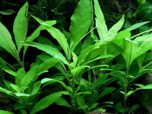 Live Plants|Nomaphila corymbosa ‘Green Temple’|Cradle Coast Pet & Aquarium