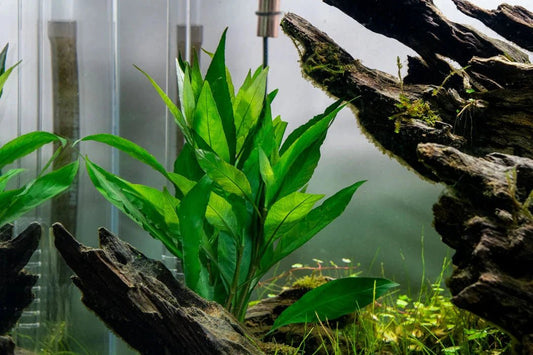 Live Plants|Nomaphila stricta|Cradle Coast Pet & Aquarium