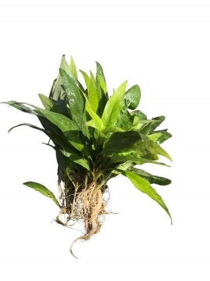 Live Plants|Nomaphila stricta|Cradle Coast Pet & Aquarium
