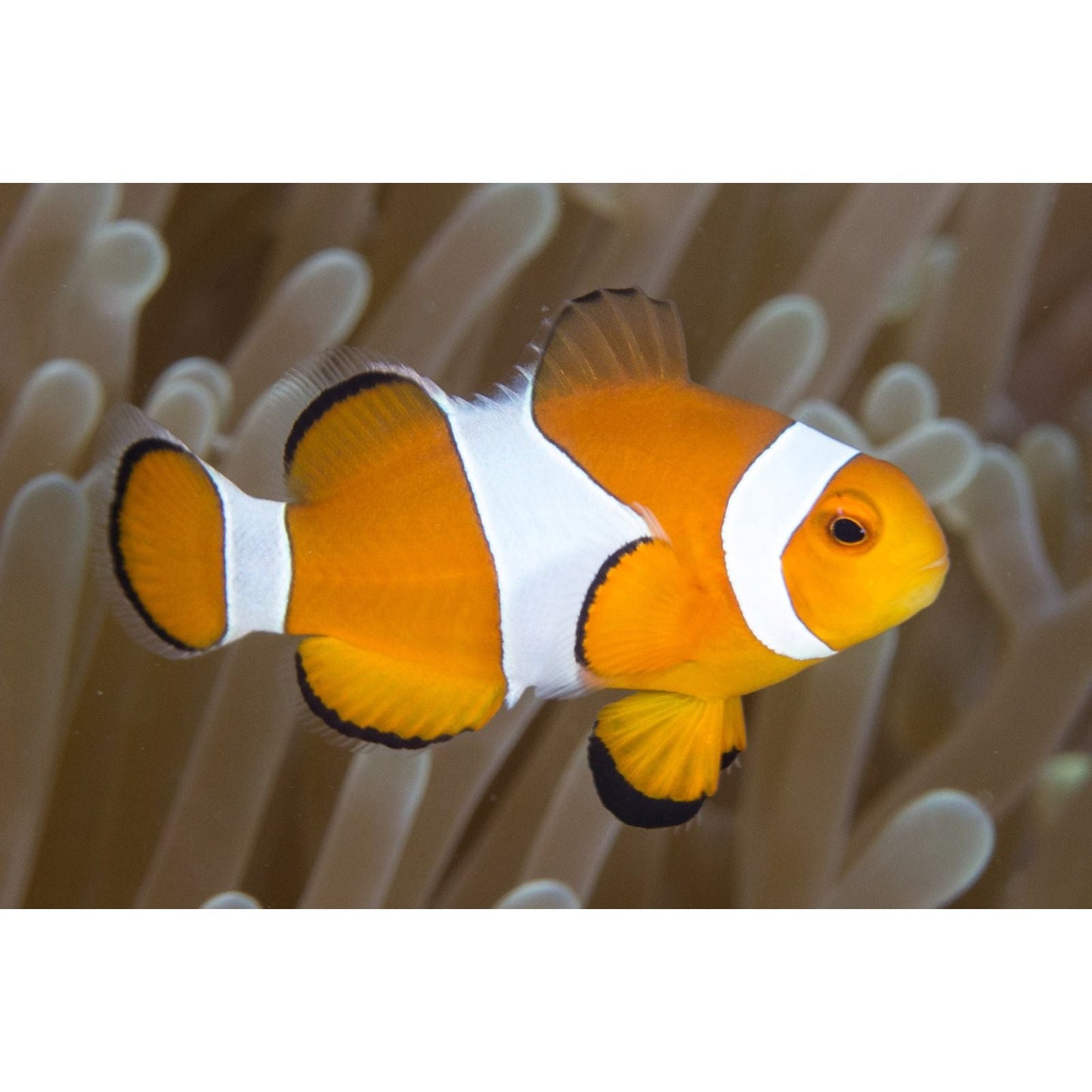 Clownfish | Ocellaris Clownfish - Amphiprion ocellaris | Cradle Coast Pet & Aquarium