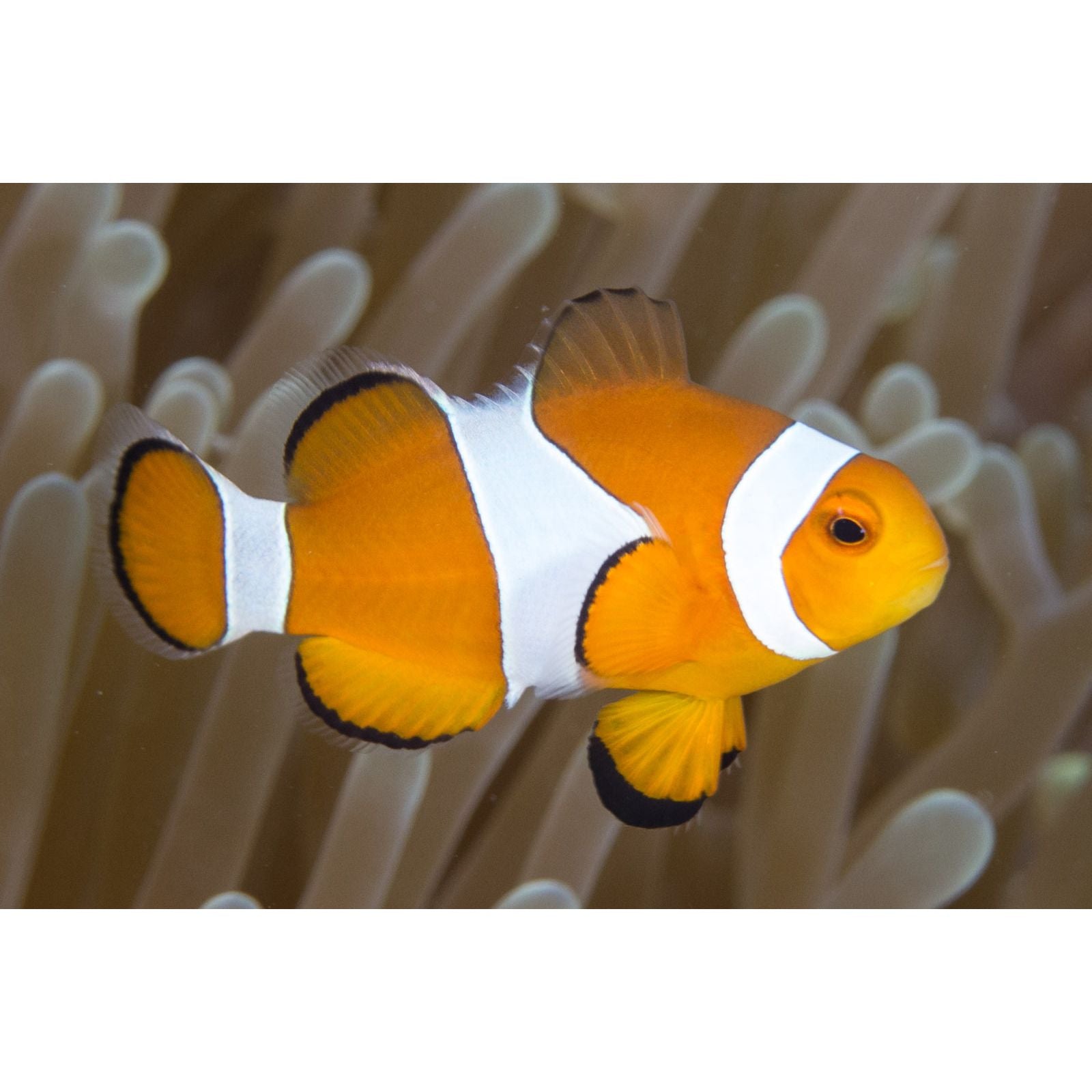 Clownfish | Ocellaris Clownfish - Amphiprion ocellaris | Cradle Coast Pet & Aquarium