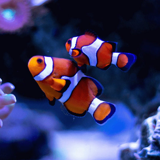 Clownfish | Ocellaris Clownfish - Amphiprion ocellaris | Cradle Coast Pet & Aquarium