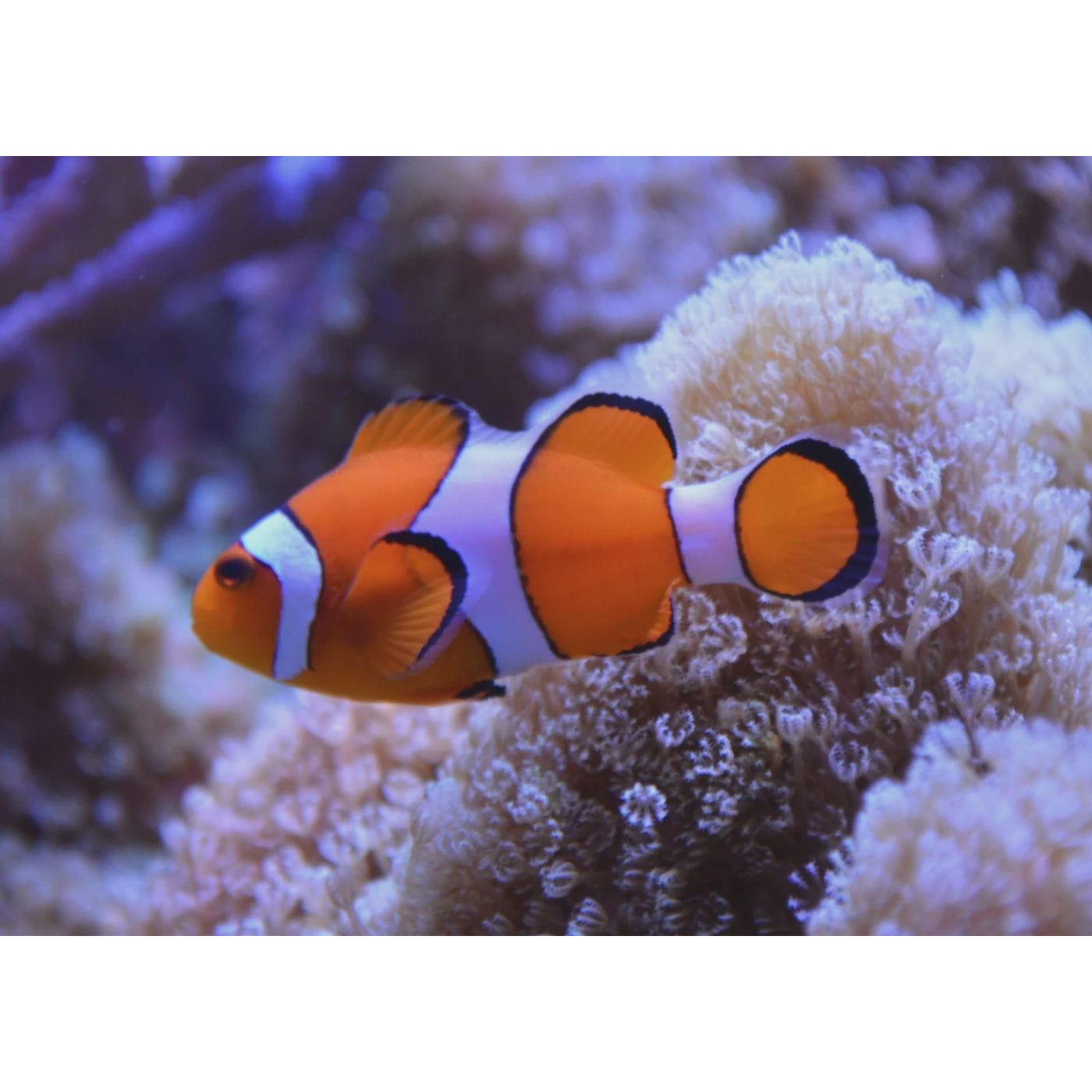Clownfish | Ocellaris Clownfish - Amphiprion ocellaris | Cradle Coast Pet & Aquarium