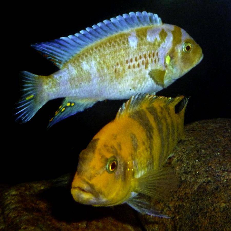 orange blotched zebra cichlid - metriaclima sp “ob” - cradle coast pet & aquarium